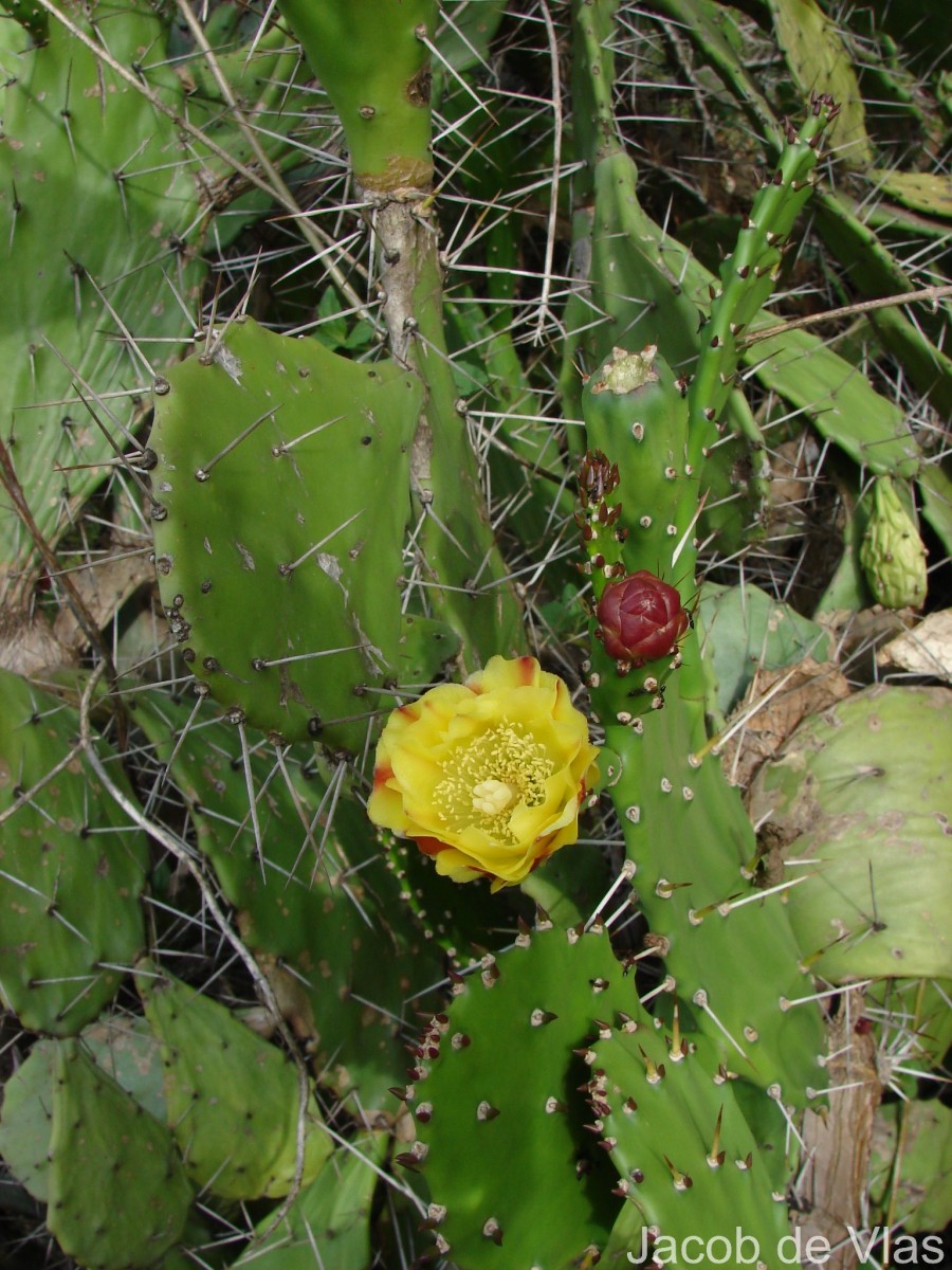Opuntia monacantha Haw.
